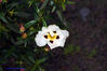 Filename=DSC05277.jpg
Filesize=137KiB
Dimensions=1000x669
Date added=Apr 17, 2007 DSC05277.jpg