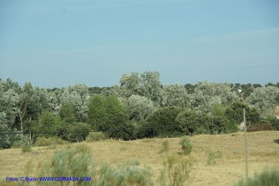 DSC04340.jpg