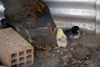 DSC03342.jpg