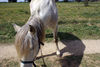 Filename=DSC03372.jpg
Filesize=216KiB
Dimensions=800x536
Date added=Apr 12, 2007 DSC03372.jpg